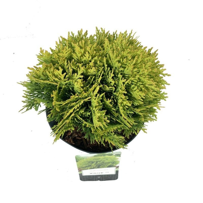 Thuja occ. 'Mirjam', D 18