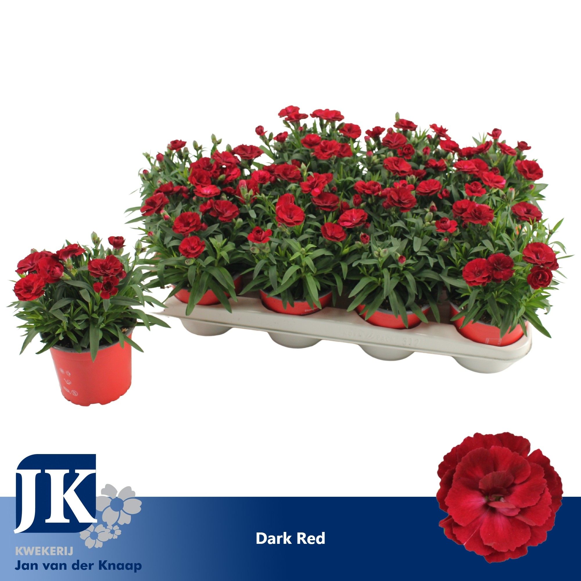 Dianthus P12 Dark Red TST, D 12