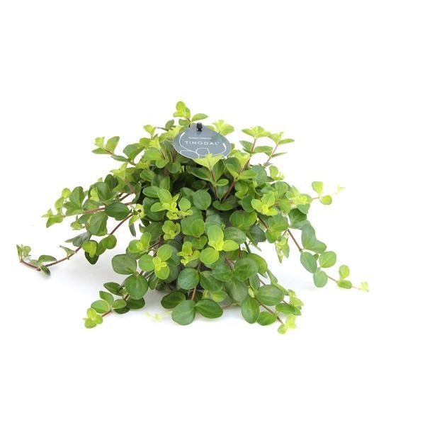 Peperomia Rotundifolia 12 cm, D 12 cm Peperomia Rotundifolia 12 cm, D 12 cm
