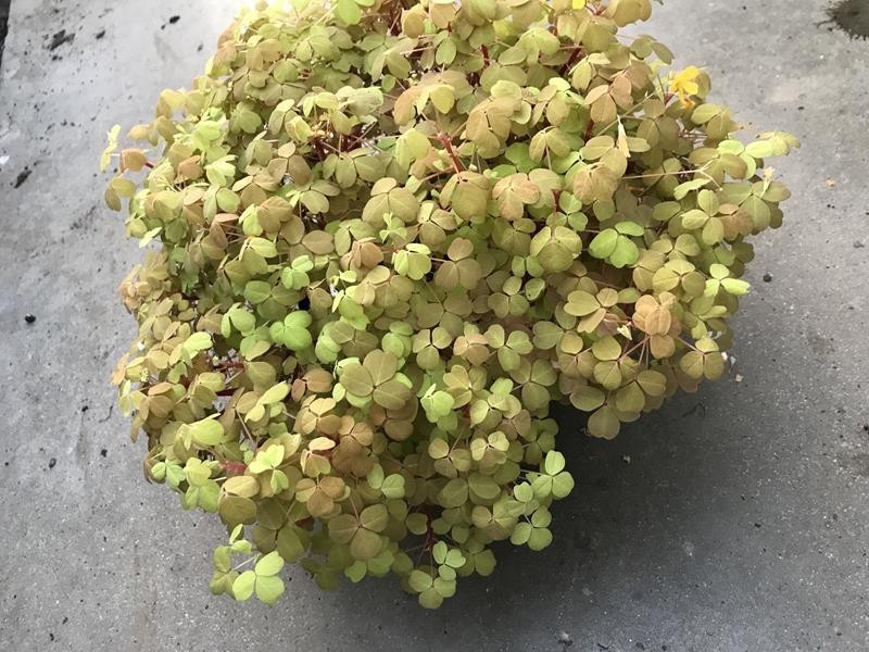 OXALIS VULCANICOLA, D 17 cm