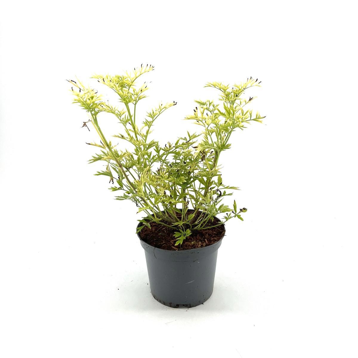 Sambucus nigra Golden Tower, D 19