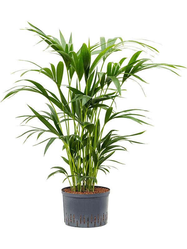 Kentia (Howea) forsteriana, D 28