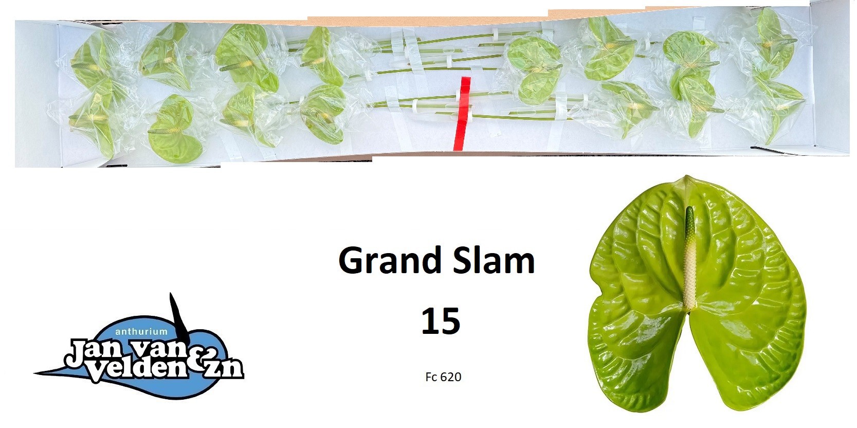 Антуриум Грэнд Слэм (зел.) x15, шт.