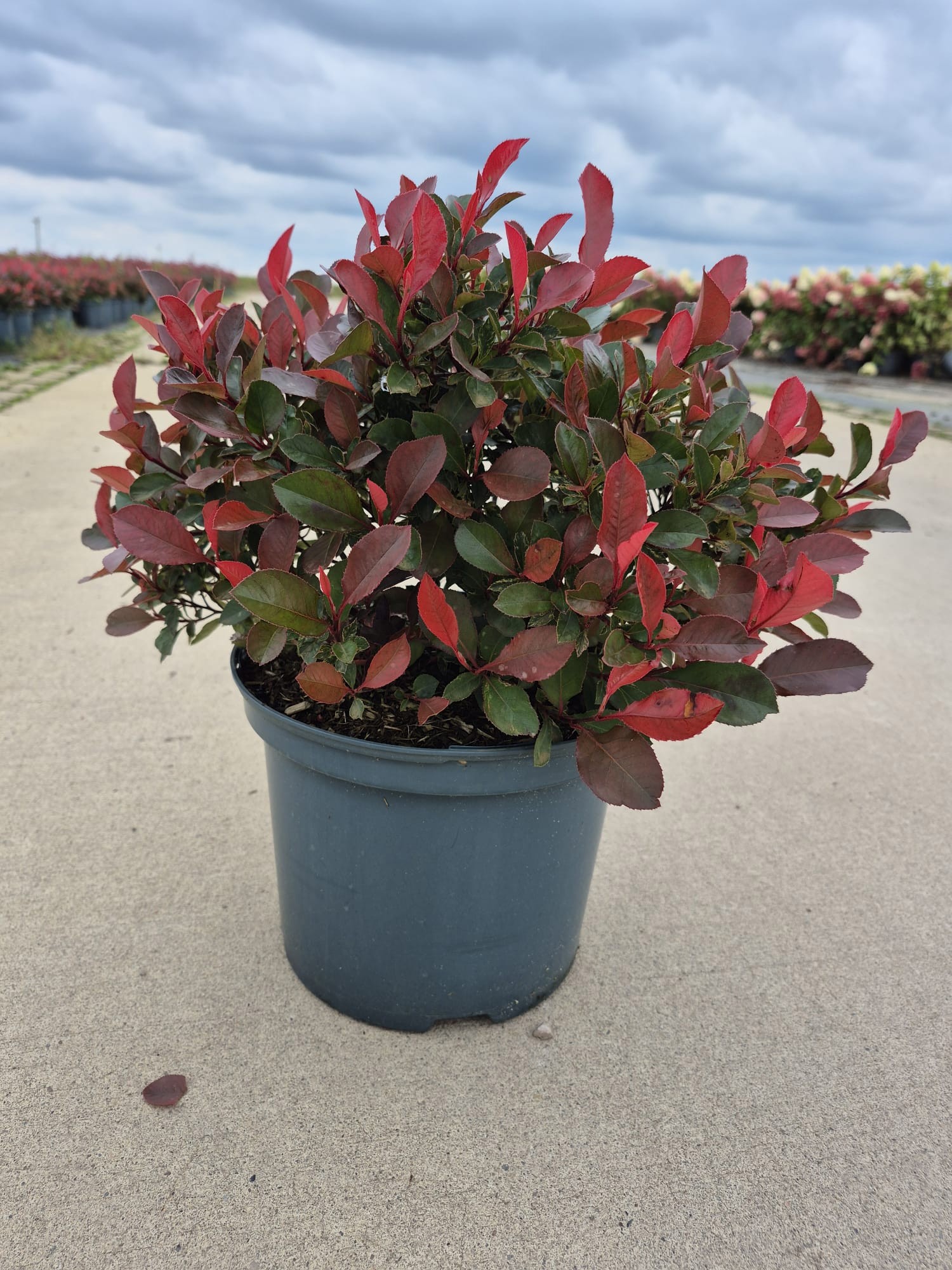 Photinia fra. 'Little Perfecta'-R-, D 23