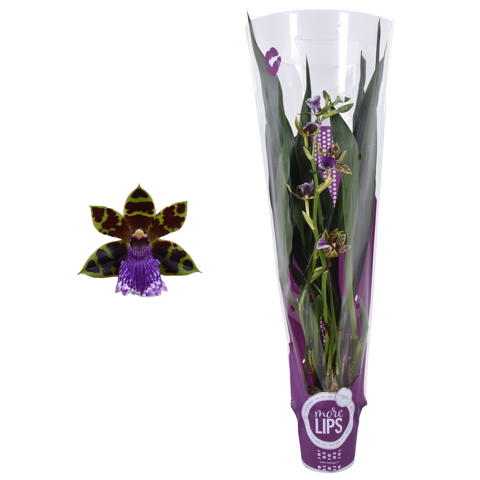 MoreLIPS® Zygopetalum 2 tak met paarse showhoes, D 12