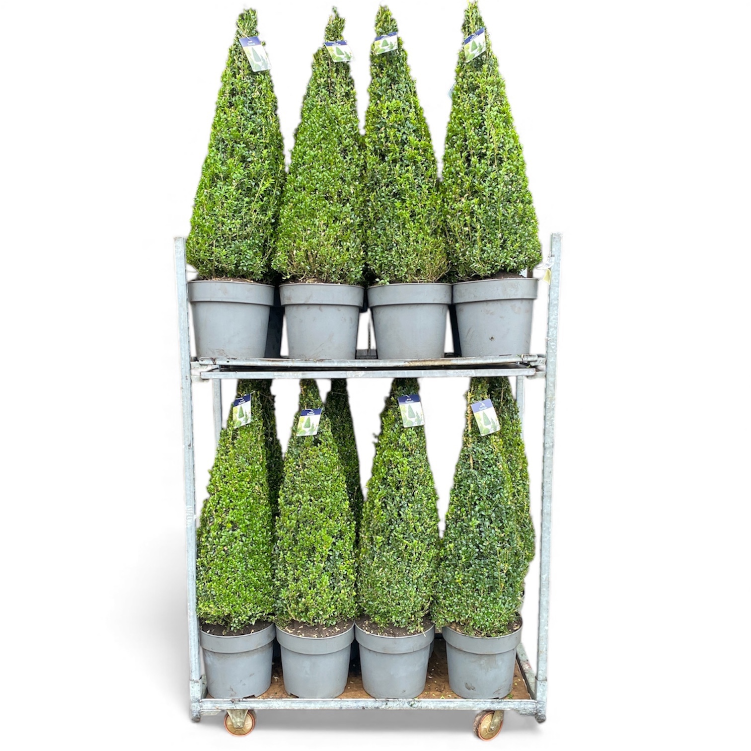 KAR: Buxus semp. Pyramide 90-100 cm c12/p30, D 31
