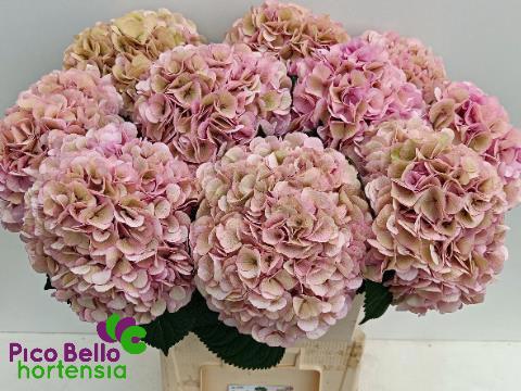 Гортензия Май Бьютифул Вена Классик 90, шт.