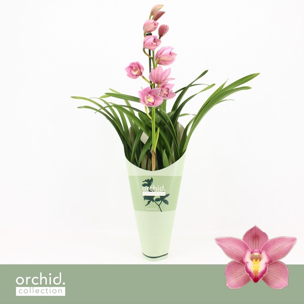 Cymbidium, Maria 1-spike 'Orchid Collection' Potcover, D 12