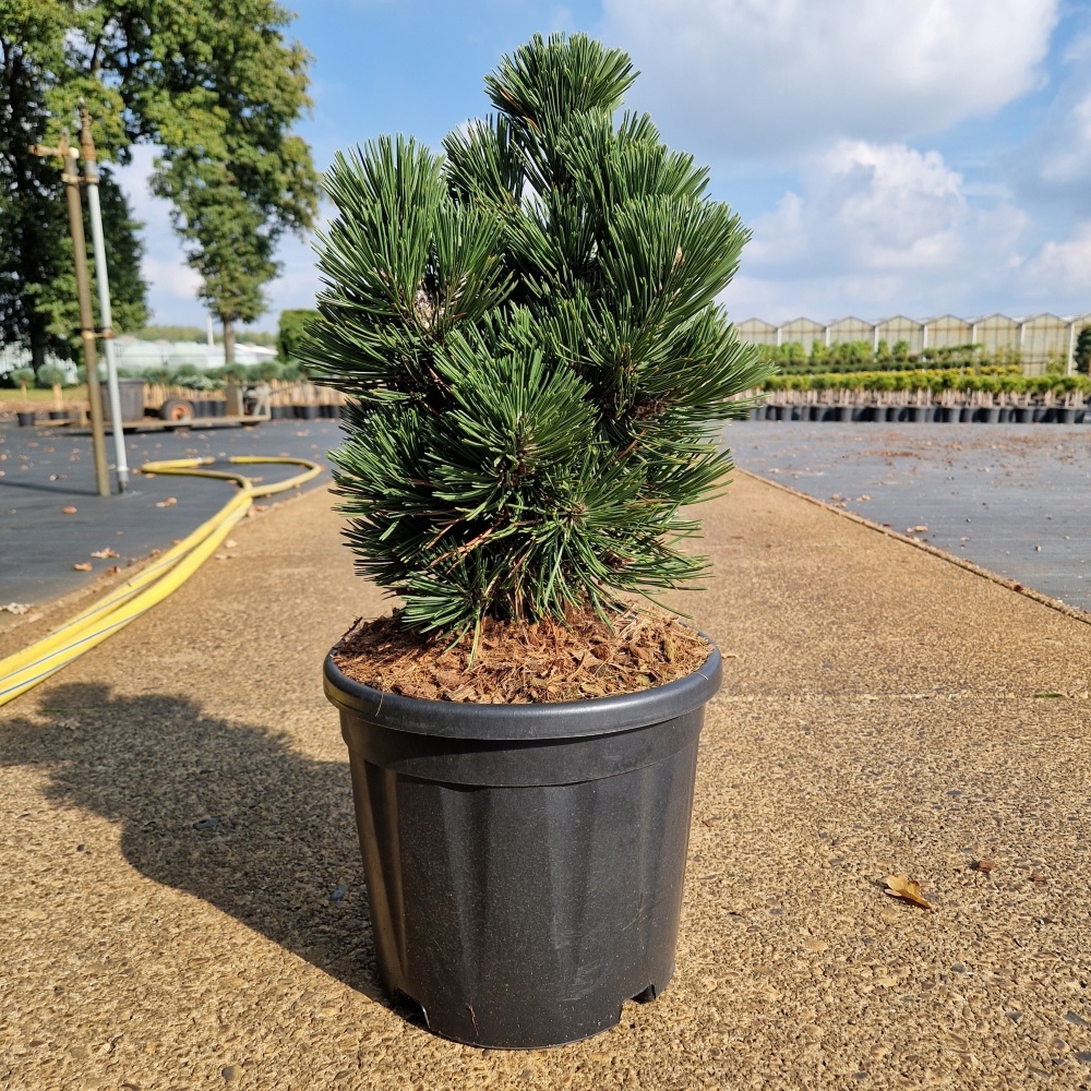 Pinus leucodermis 'Irish Bell', D 28 cm
