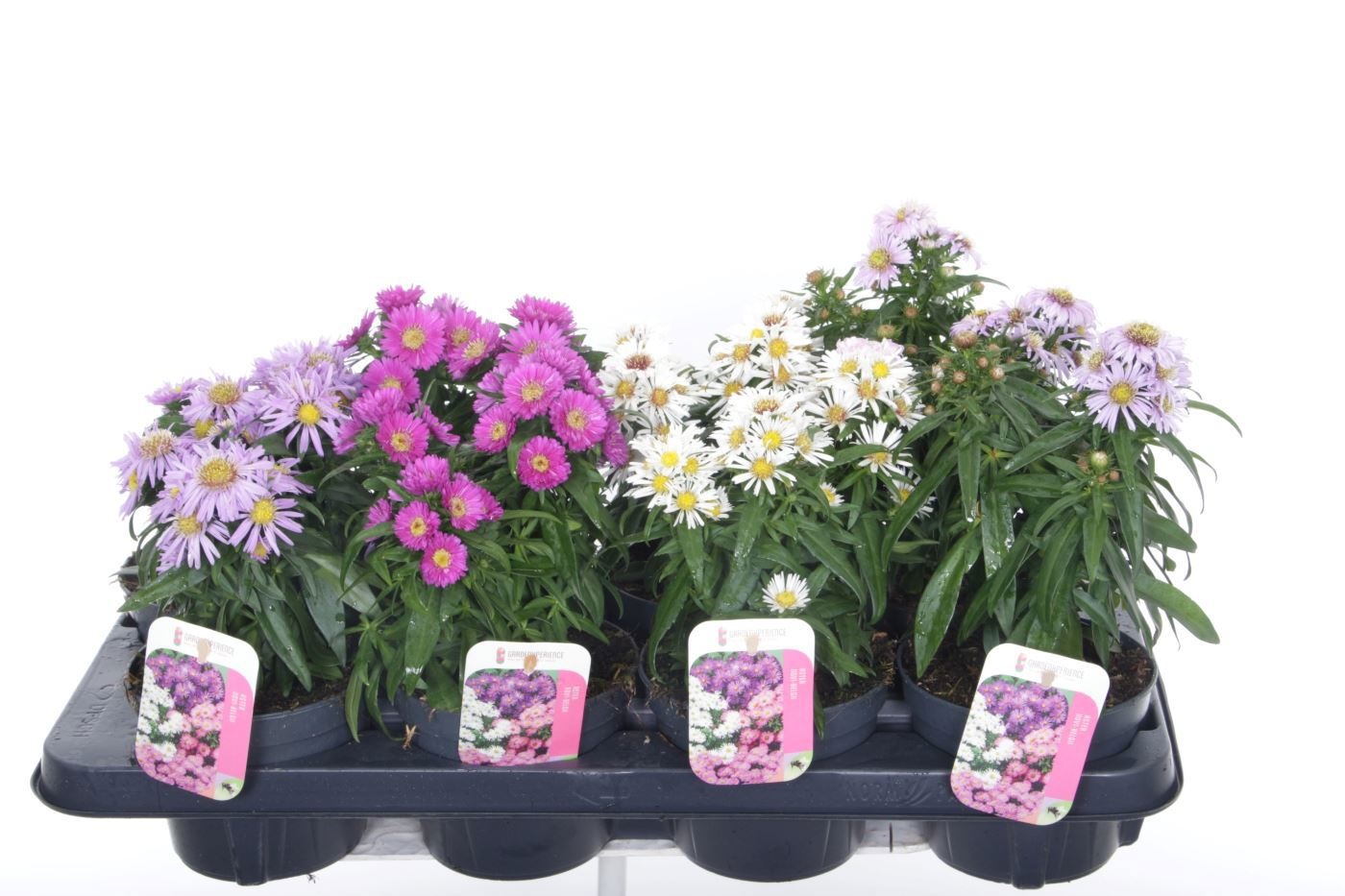 Aster Novi-belgii Magic mixtray, D 13