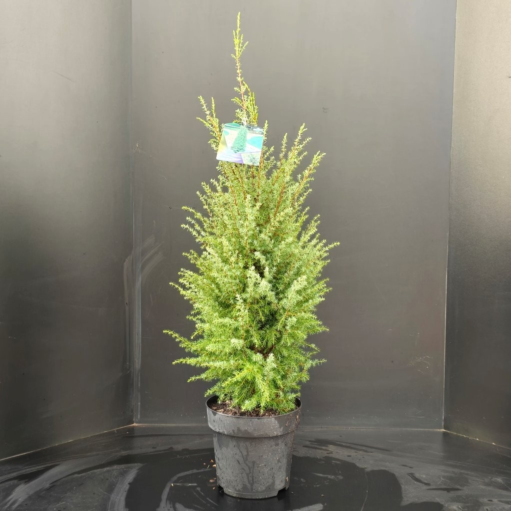 Juniperus communis Hibernica, D 26 cm