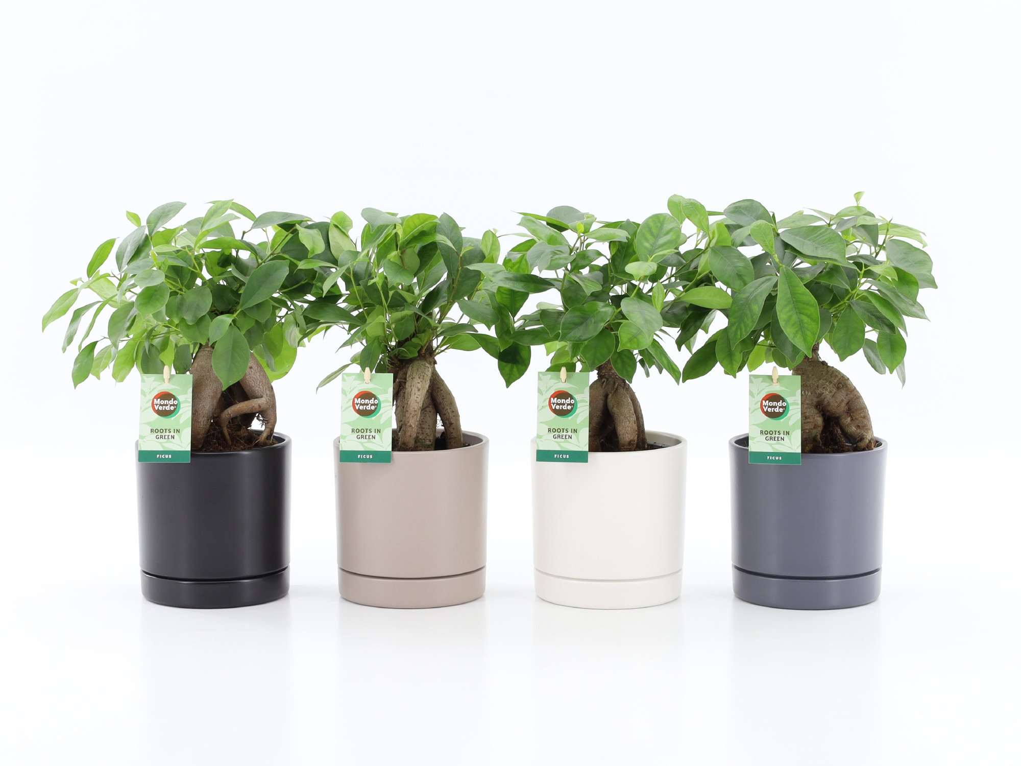 Ficus microcarpa Retusa in Hainan keramiek 4 kleuren, D 13