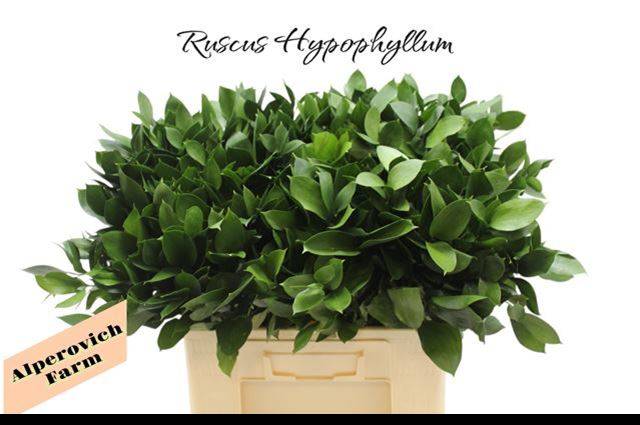 Рускус Израильский 60 (зел.), шт.