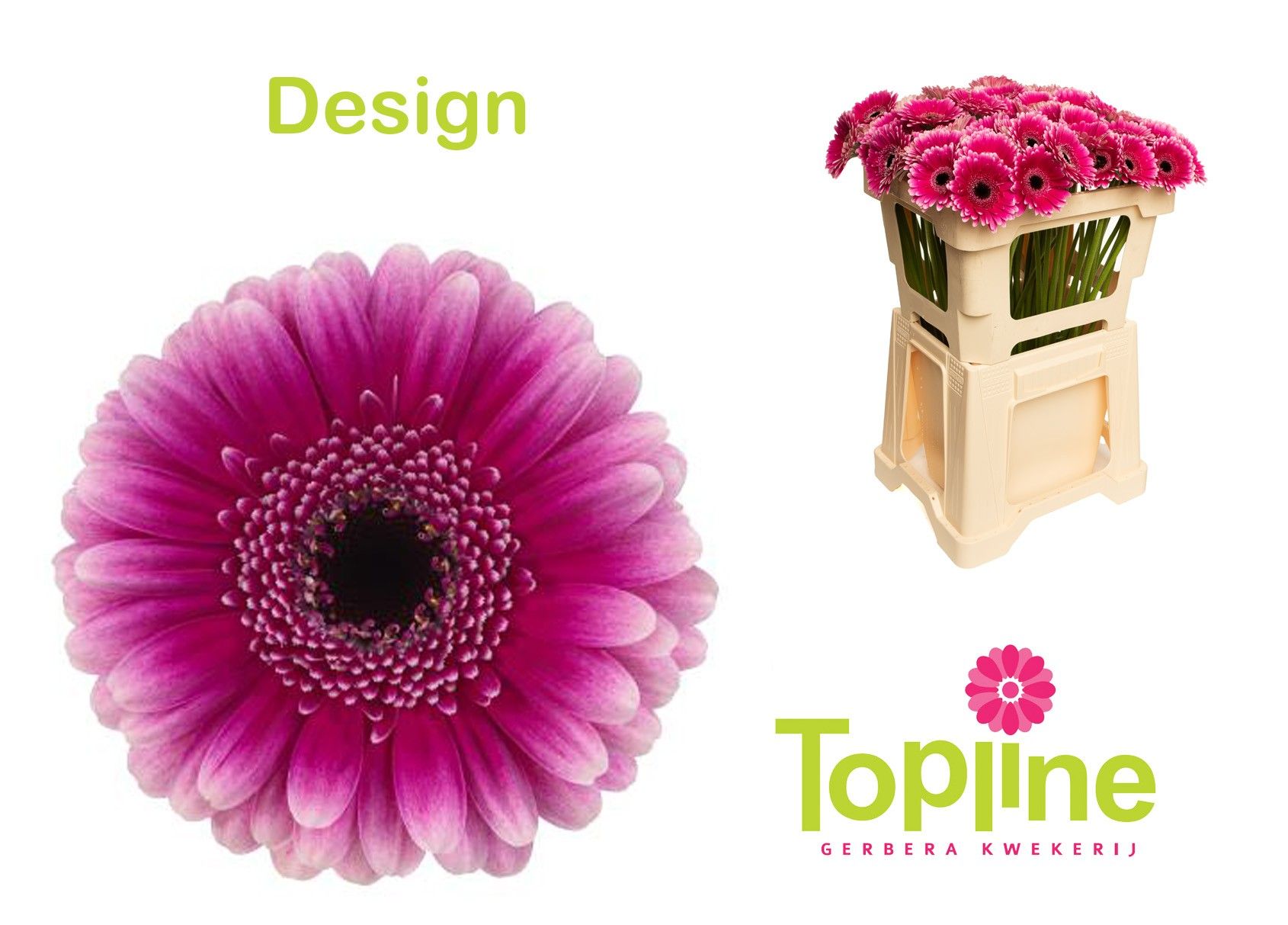 Гермини Дизайн, шт.