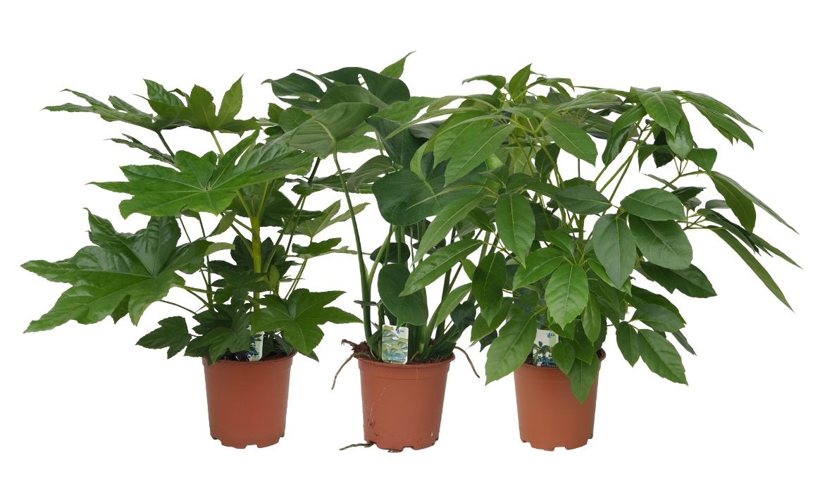 Mix 14 (Fatsia Japonica, Monstera, Schefflera Amate), D 19
