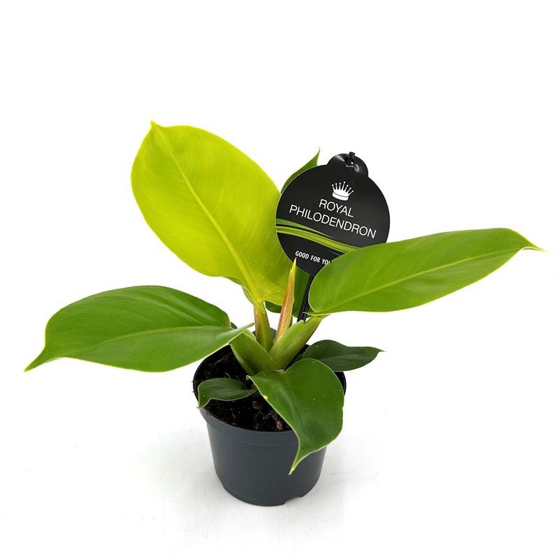 PHILODENDRON-HYBRID Moonlight, D 12 cm