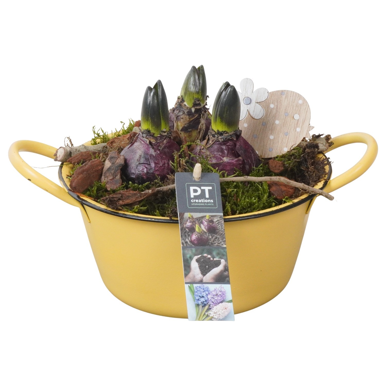 PTHC9109 Arrangement Hyacints in zink schaal, D 19