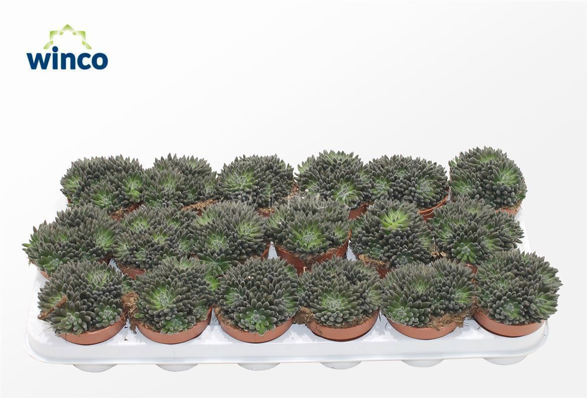 Sinocrassula Yunnanensis, D 8,5