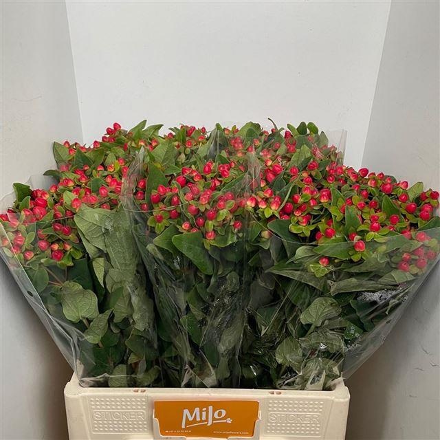 Гипперикум Мэджикал Триумф 60 (красн.), шт.