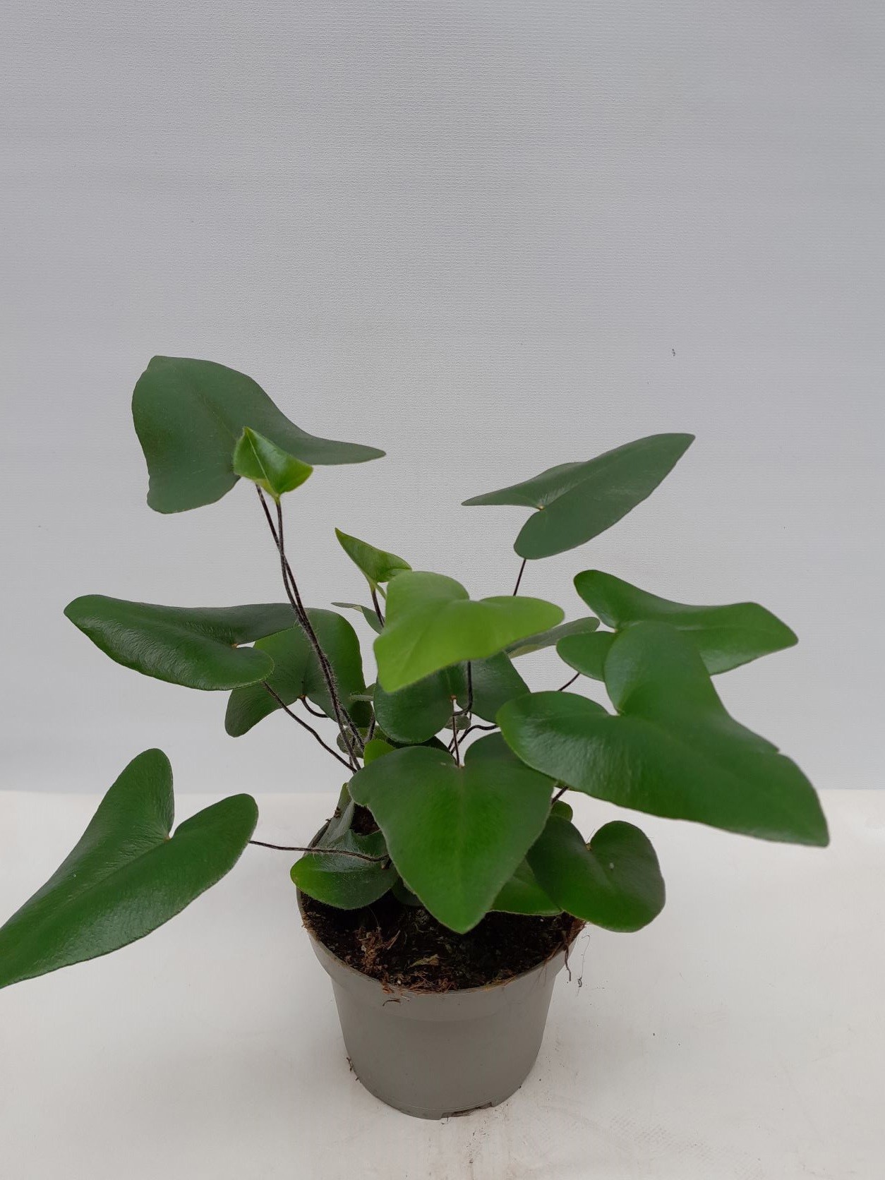 HEMIONITIS ARIFOLIA, D 11