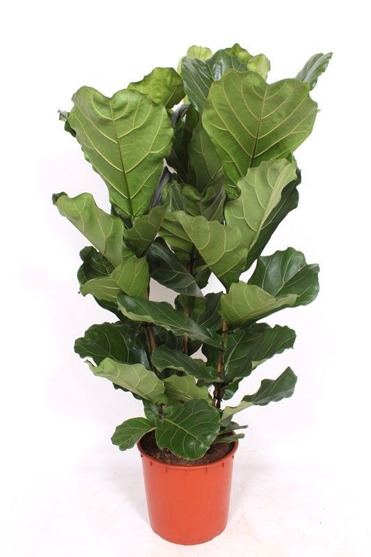 Ficus lyrata 3 per pot, D 34