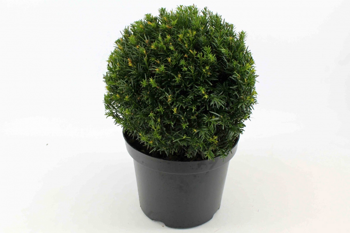 Taxus media 'Groenland', bol, D 26