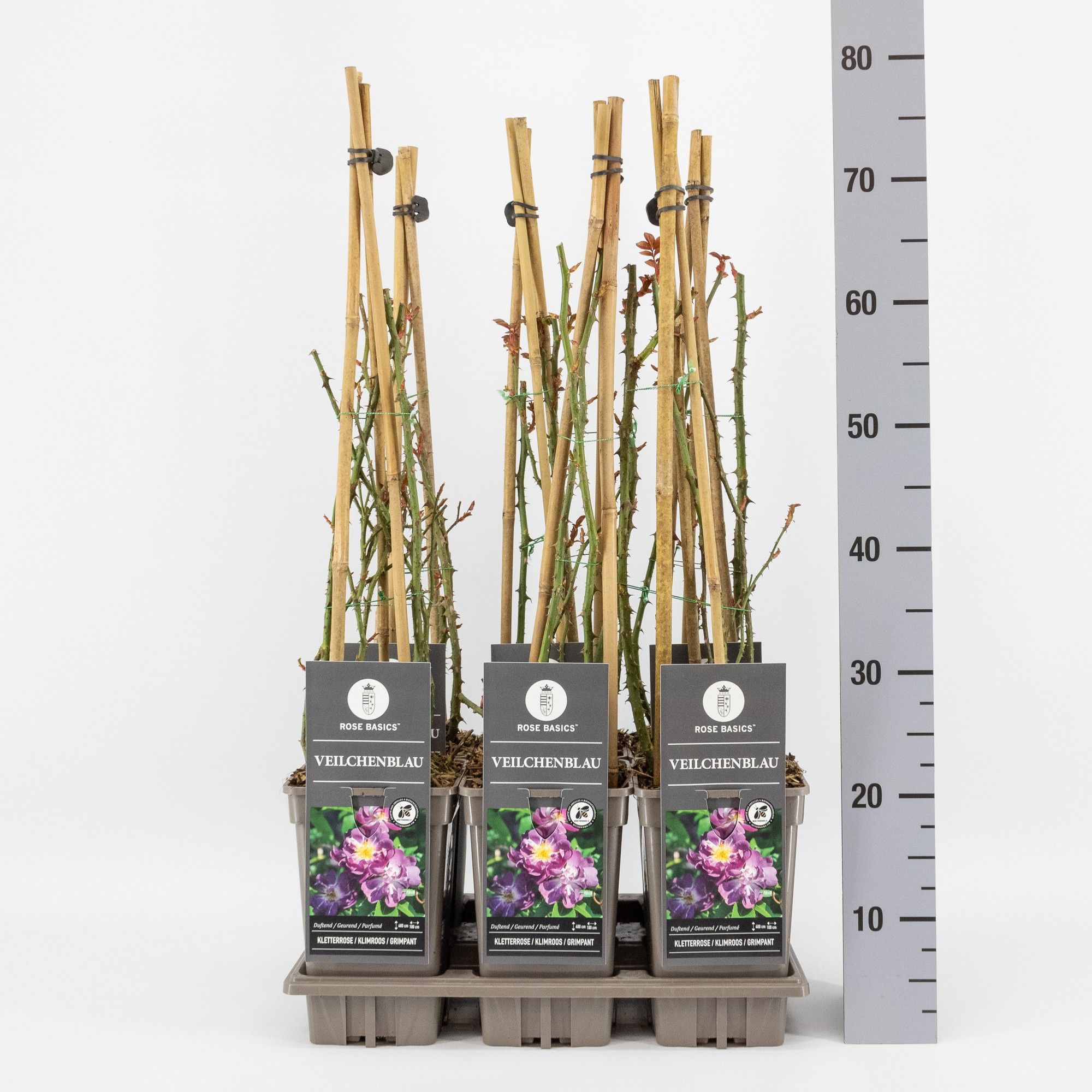 Rosa (K) Veilchenblau, C3, 3 stok 75cm, D 17 cm
