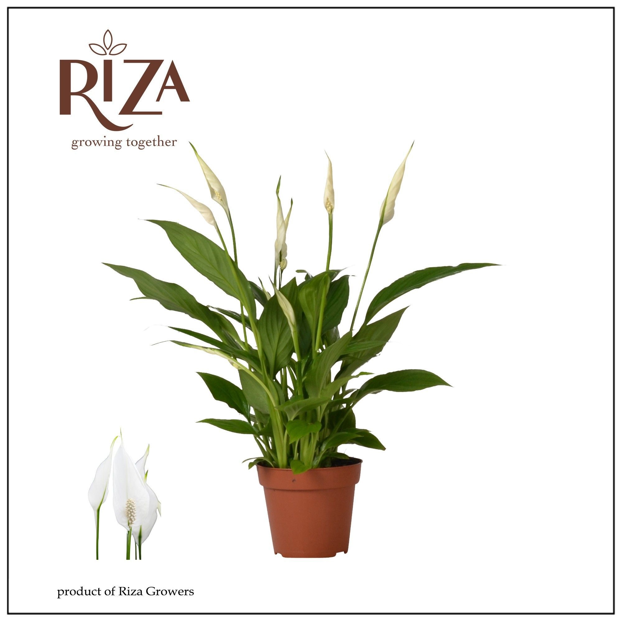 Spathiphyllum 12 cm Torelli zonder hoes, D 12