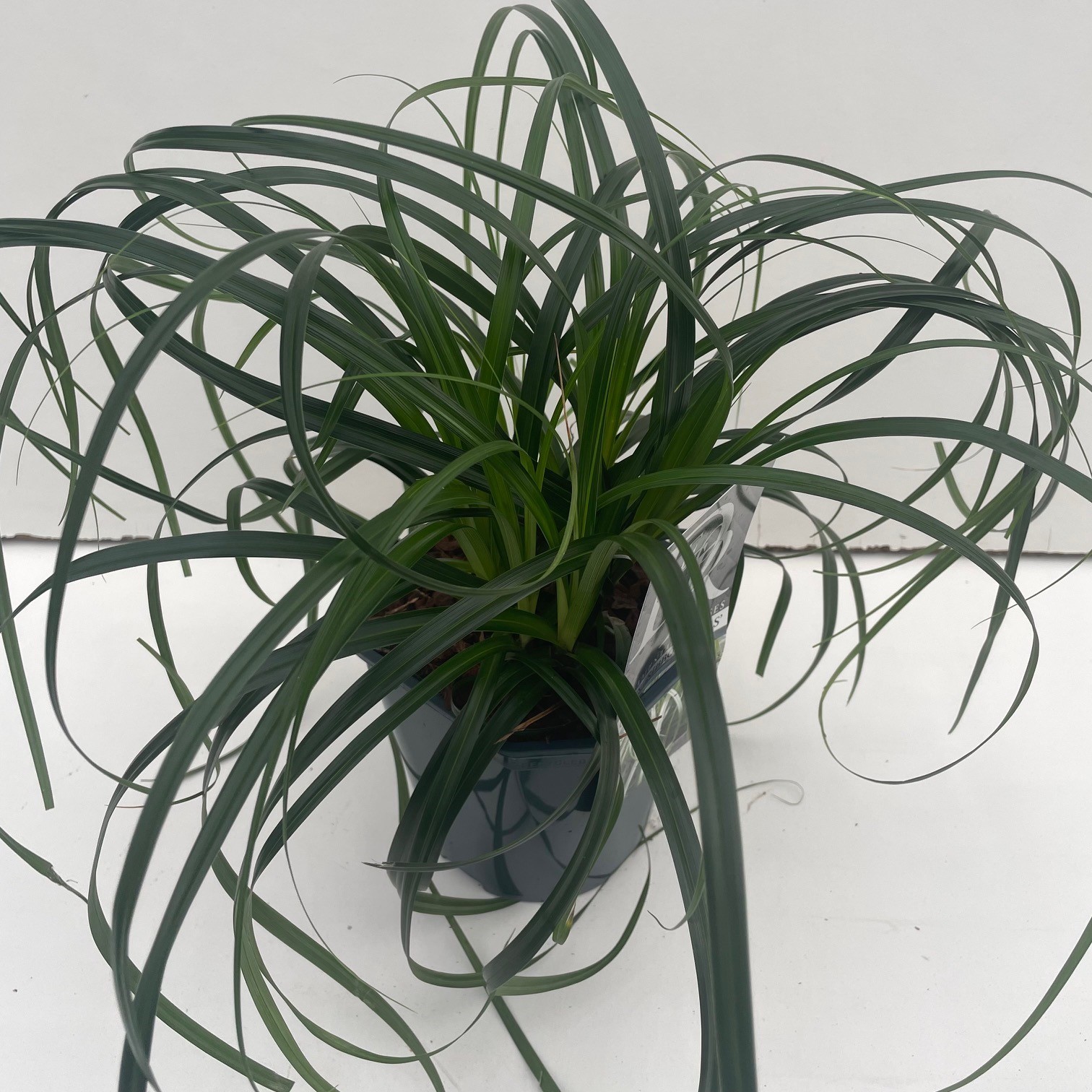 Carex 'Ribbon Falls', D 17