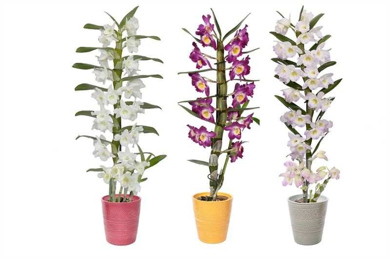 Zoe p12 tribal safari mix Dendr Nobile mix 1T07+tros, D 12 cm