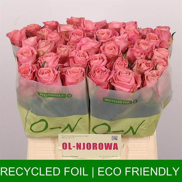 Роза од. Хермоса+ 40, шт.