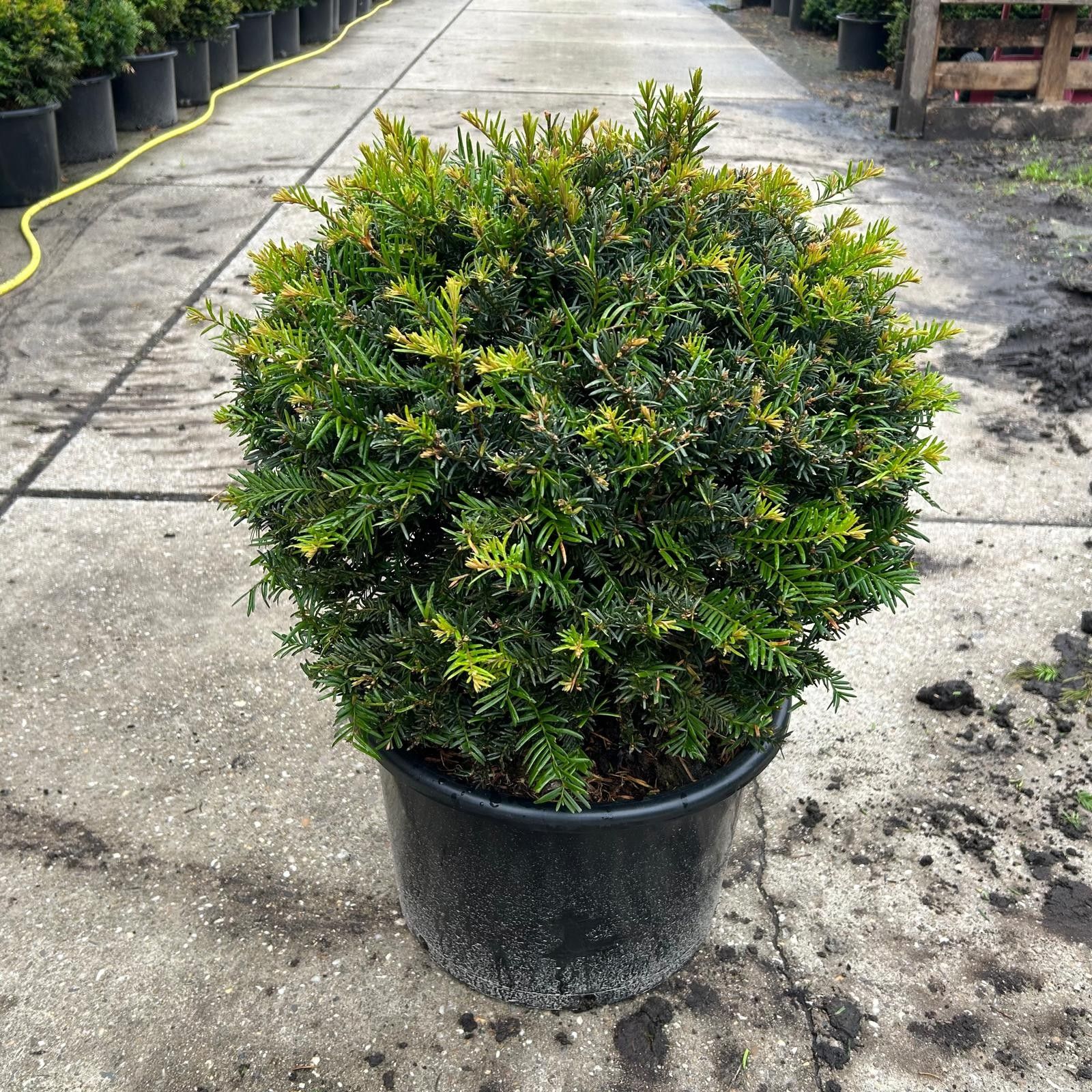 Taxus baccata --bol/kogel rond 45 cm, D 32 cm