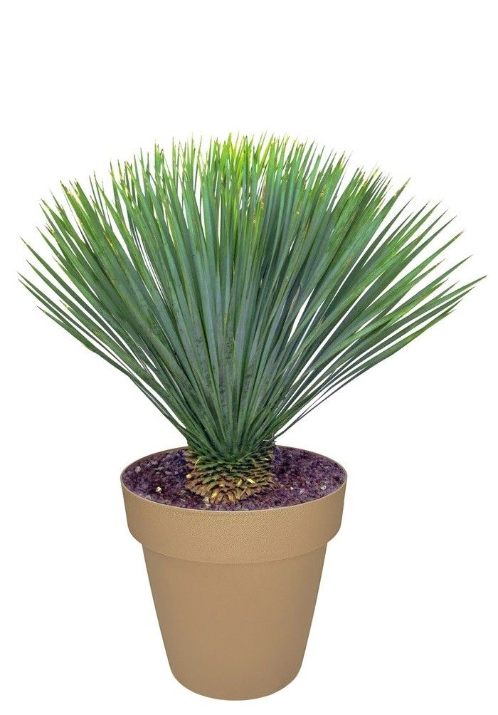 YUCCA ROSTRATA - POT Ø 40 (SUCCULENTEN), D 40
