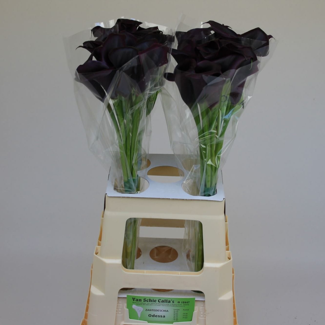 Калла Одесса 70, шт.