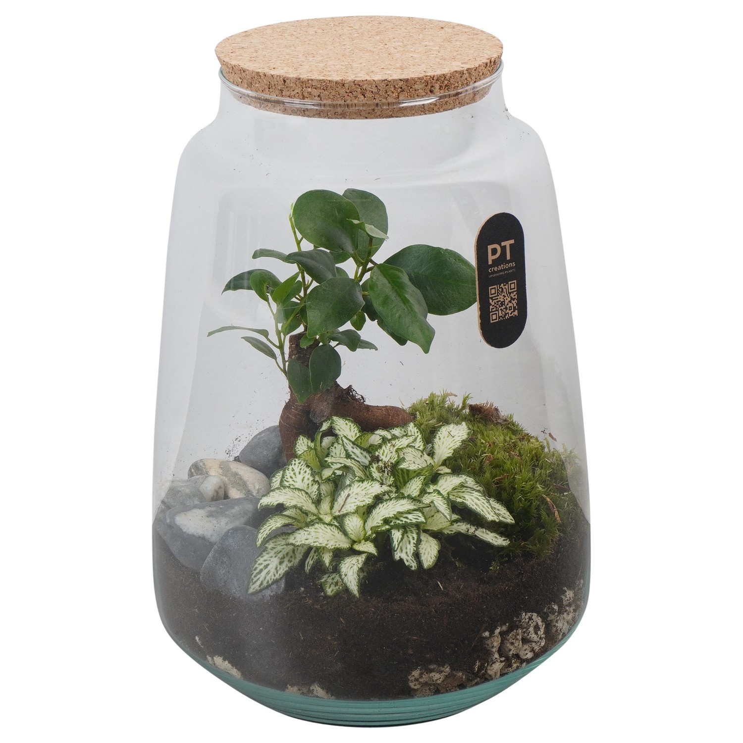 PTTER8136 Arrangement terrarium in glazen terrarium, D 17