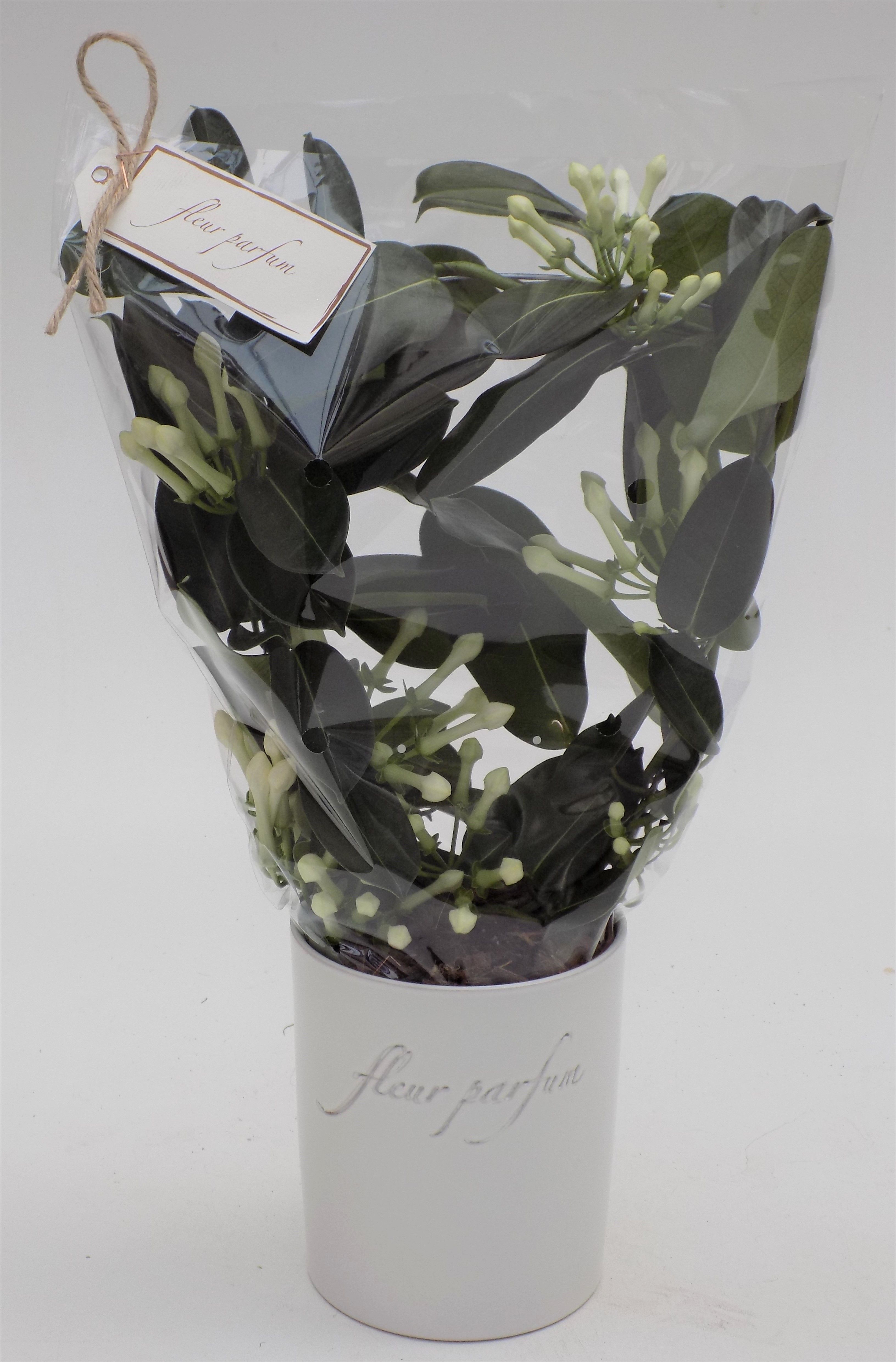 Steph.Fleur Parfum 10+ "Concept", D 12