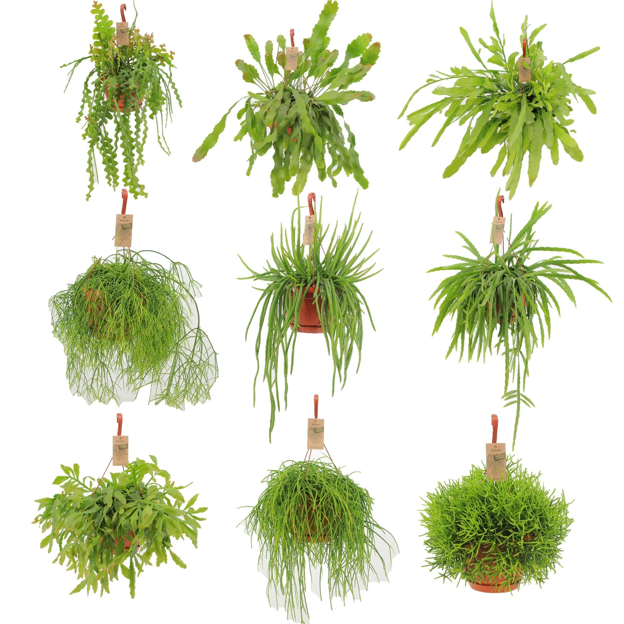 Rhipsalis Hang 21 gemengd 3 Soorten, D 21
