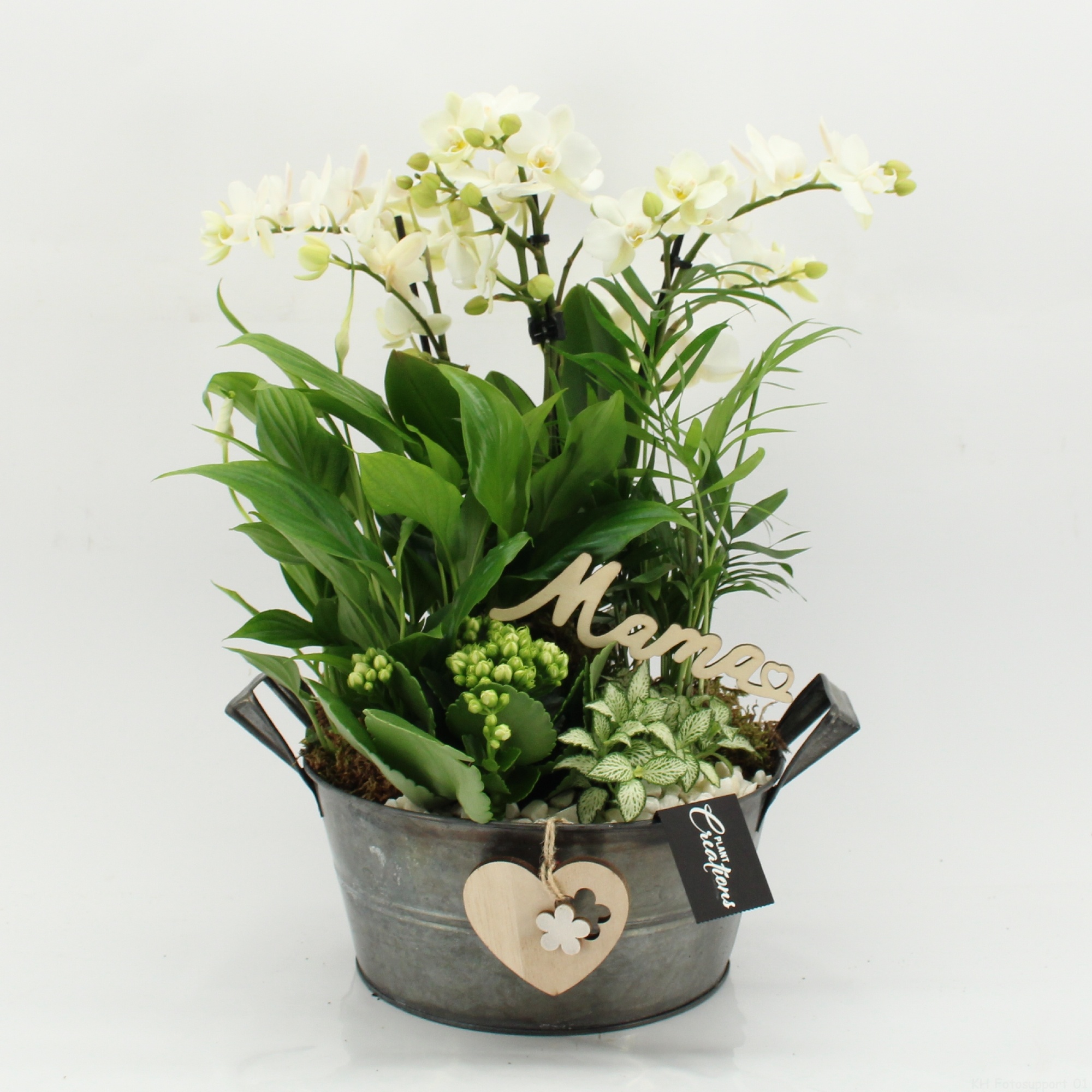 PHALMD-2620W Mother's day Phalaenopsis, D 23