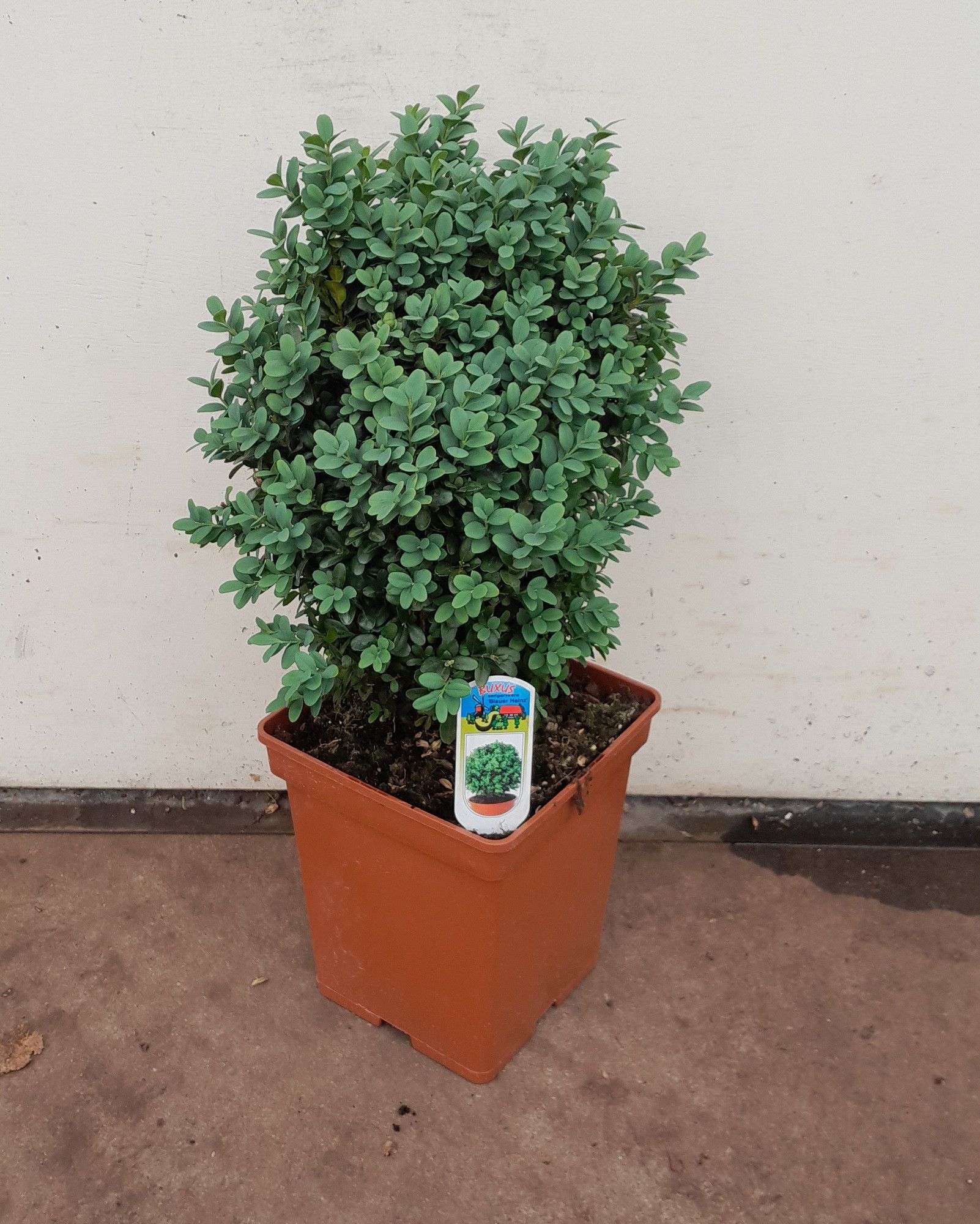 Buxus sempervirens 'Blauer Heinz' 30-35cm struik, D 19