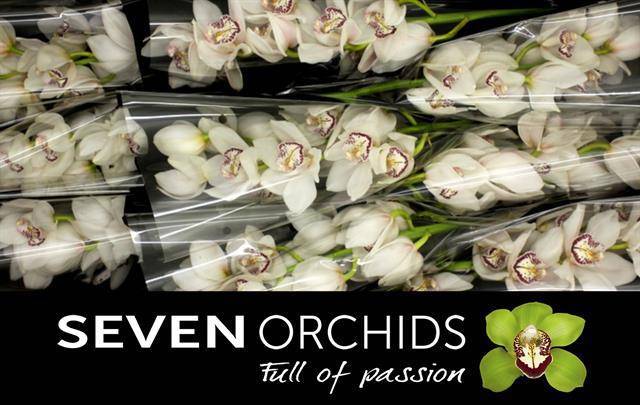 Цимбидиум Сикрет x9 60, шт.