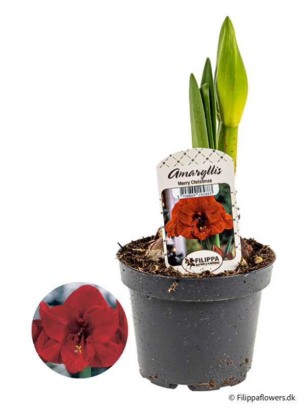 HIPPEASTRUM-HYBRID DARK RED, D 13 cm