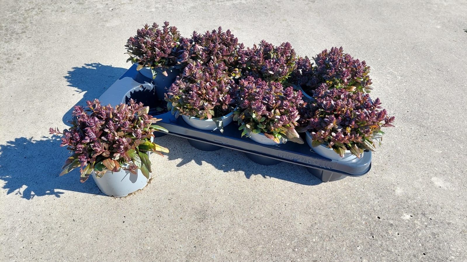 Ajuga Chocolate Chips, D 13