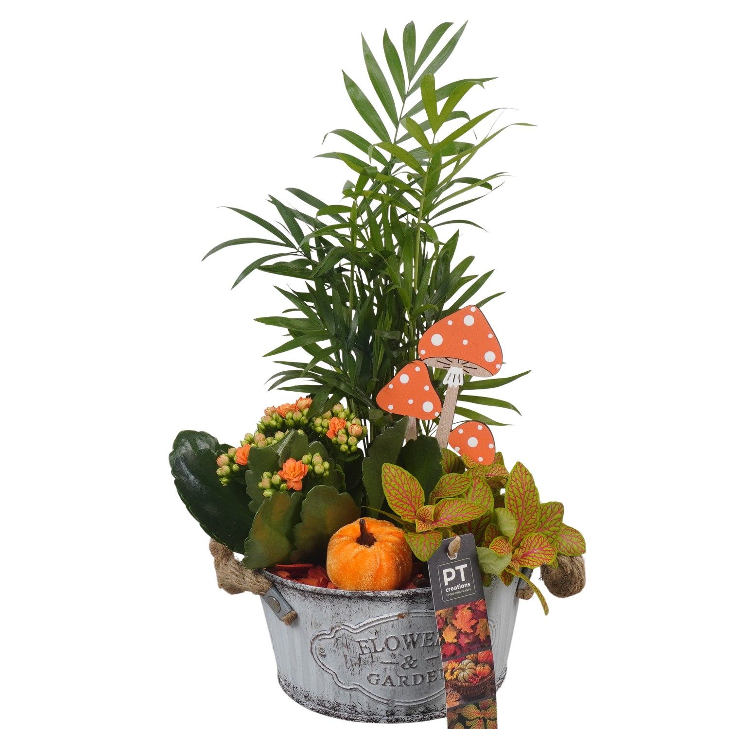 PTHI5327 Arrangement Herfst Indoor in metalen bak, D 16 cm PTHI5327 Arrangement Herfst Indoor in metalen bak, D 16 cm