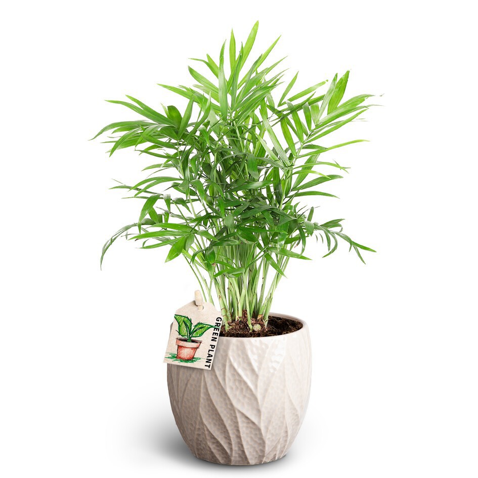 CHAMAEDOREA ELEGANS 40913237 Leaf S Chamaedorea, D 10 cm