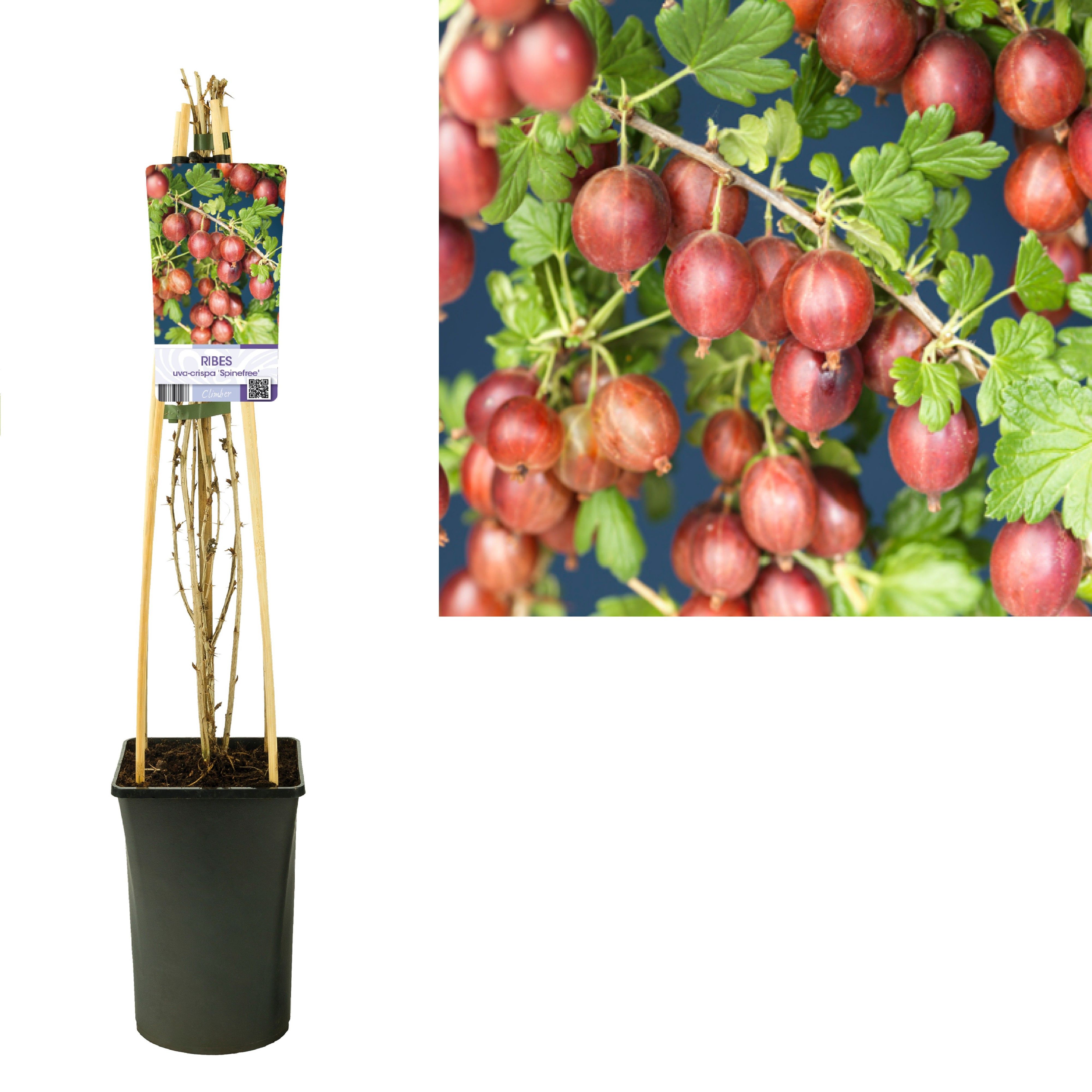 Ribes uva-crispa 'Spinefree' +light label, D 17