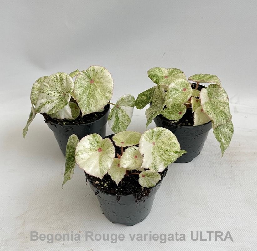 Begonia Rouge variegata ULTRA 12cm [B. conchifolia] *NEW*, D 12