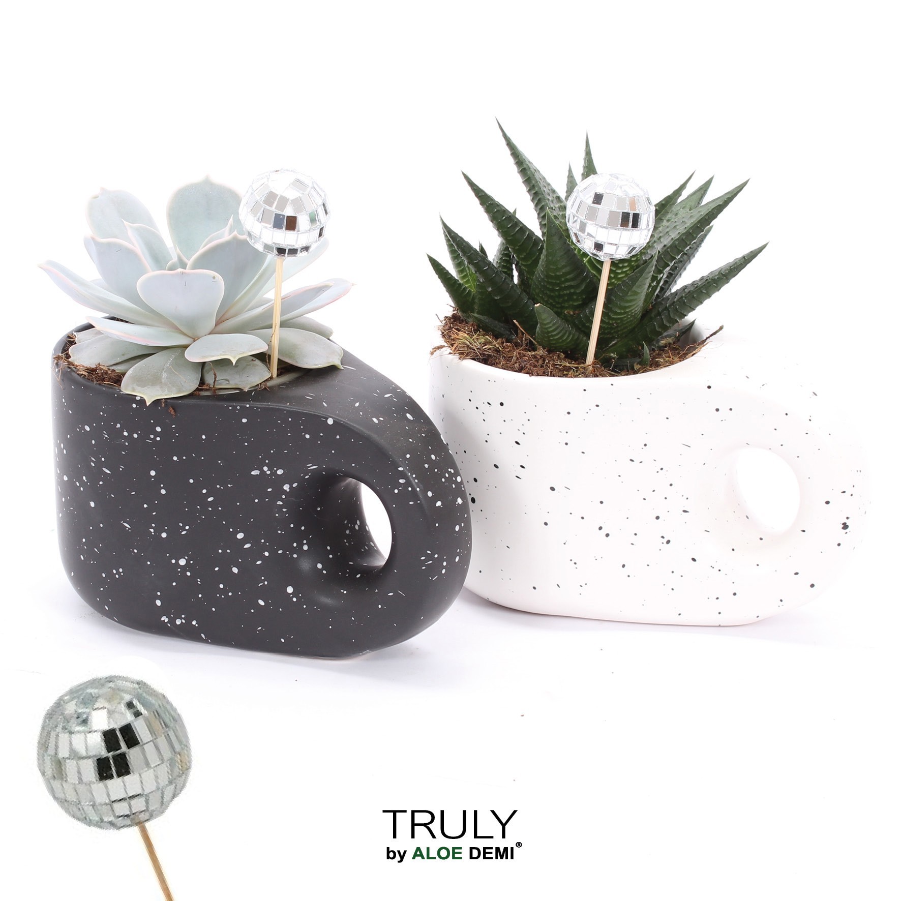 TRULY succulent, Penguin pot Disco, D 15 cm