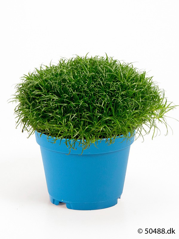 SAGINA PROCUMBENS, D 9