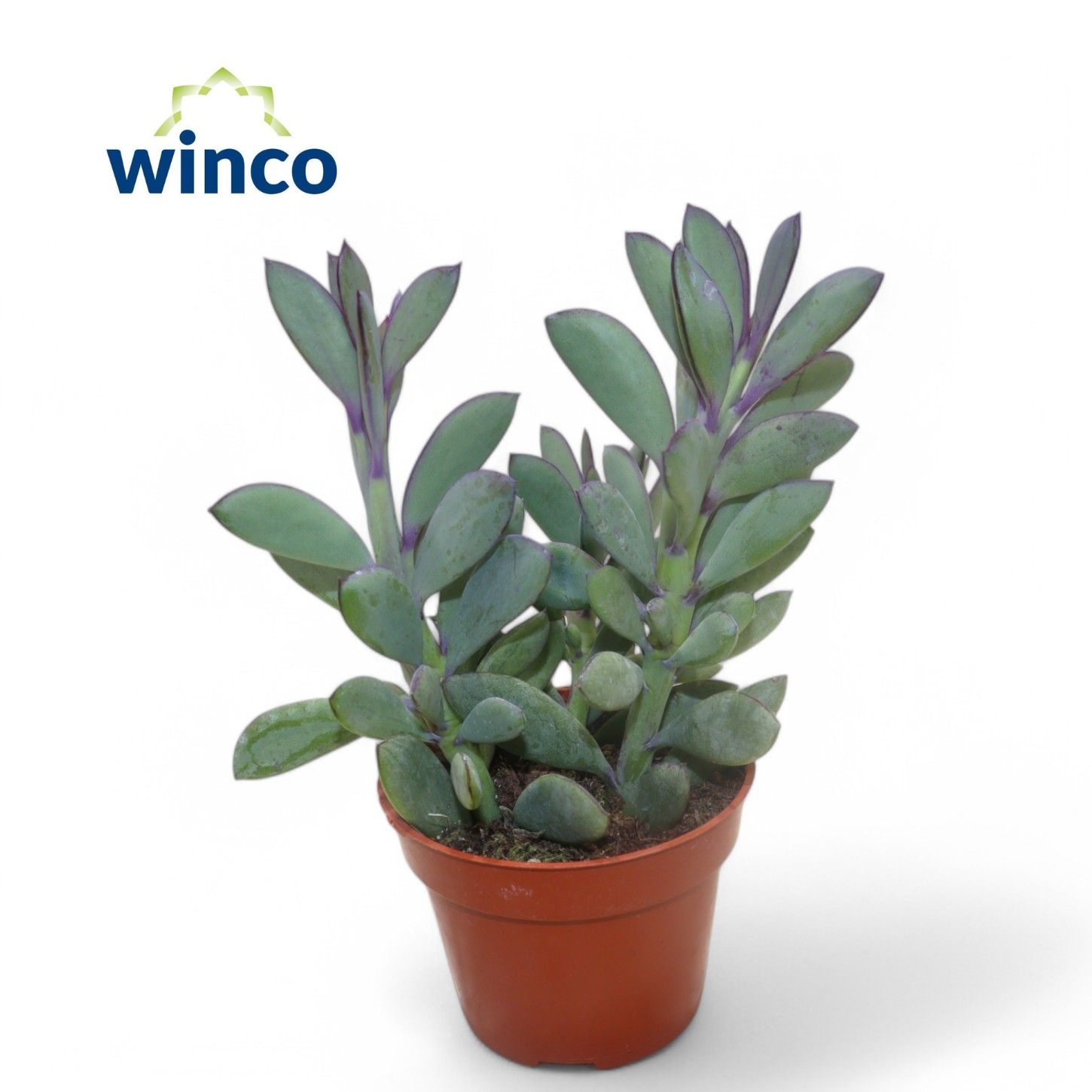 Senecio Crassisimus, D 8,5 cm