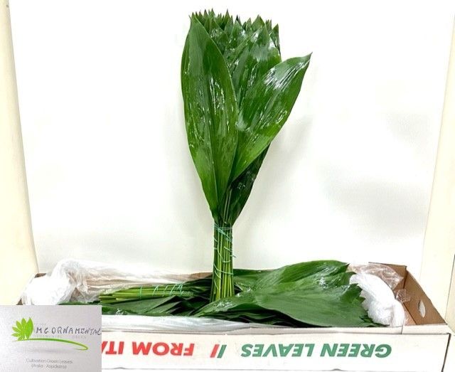 Аспидистра Элатиор 70, шт.